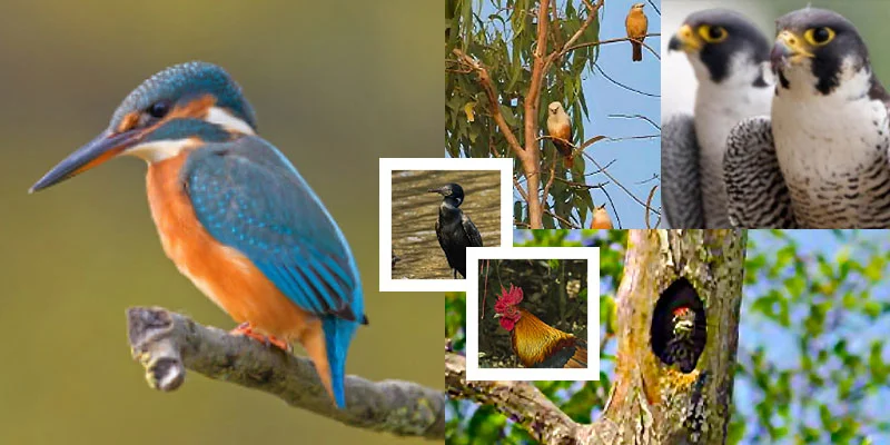 Sunderban Birds