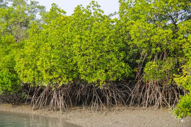 Mangrove Forest